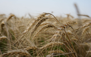 Higher production costs continue to pressure farm income U.S. farm income is expected to decline this year as rising production expenses continue to pressure the farm economy.