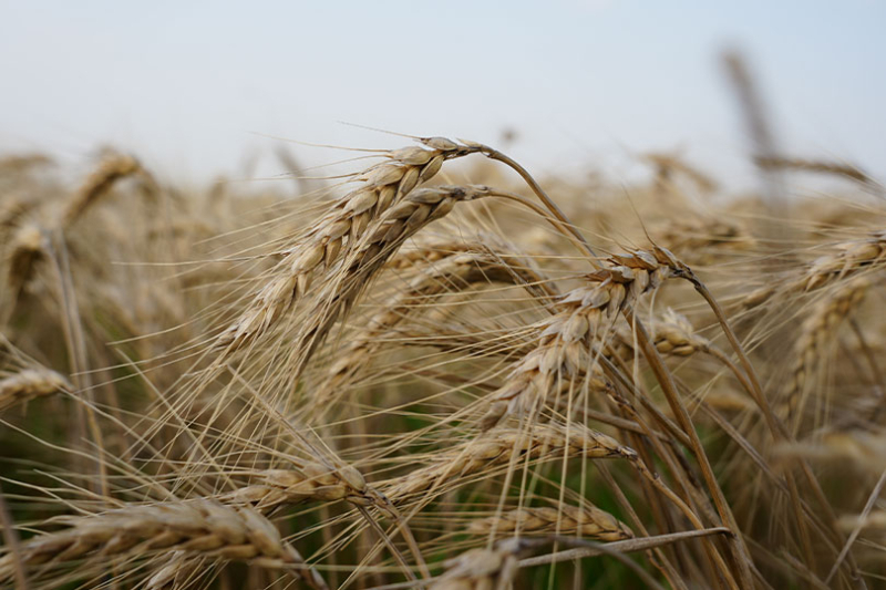 Higher production costs continue to pressure farm income U.S. farm income is expected to decline this year as rising production expenses continue to pressure the farm economy.