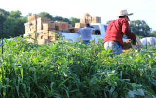 H-2A wage rates rise labor costs in Texas, U.S. Farmers in Texas and across the nation will have to pay more per hour for H-2A workers this year.
