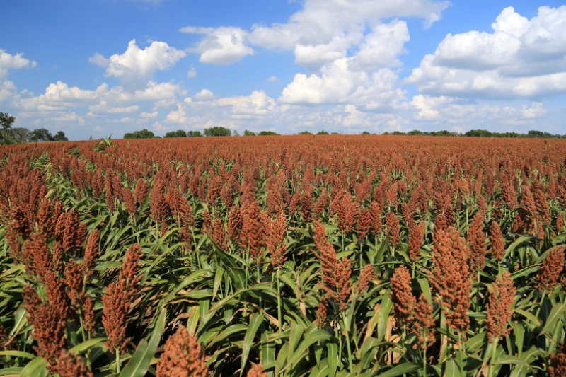 FDA authorizes generic New World screwworm drug for cattle The FDA issued an Emergency Use Authorization for a generic injectable drug to help prevent New World screwworm infestations in cattle.