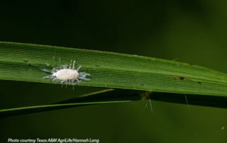 Bill targets pasture mealybug threat New federal legislation aims to strengthen efforts to combat pasture mealybug as the invasive pest continues to damage pastures and forage across Texas.