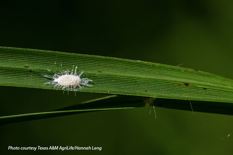 Bill targets pasture mealybug threat New federal legislation aims to strengthen efforts to combat pasture mealybug as the invasive pest continues to damage pastures and forage across Texas.