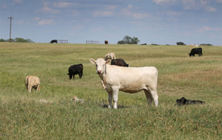 Cattle prices fluctuate, markets remain tight Cattle prices have declined from recent highs, but tight supplies and strong beef demand continue to support the market.