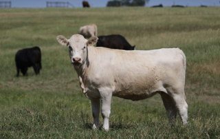 FDA authorizes generic New World screwworm drug for cattle The FDA issued an Emergency Use Authorization for a generic injectable drug to help prevent New World screwworm infestations in cattle.