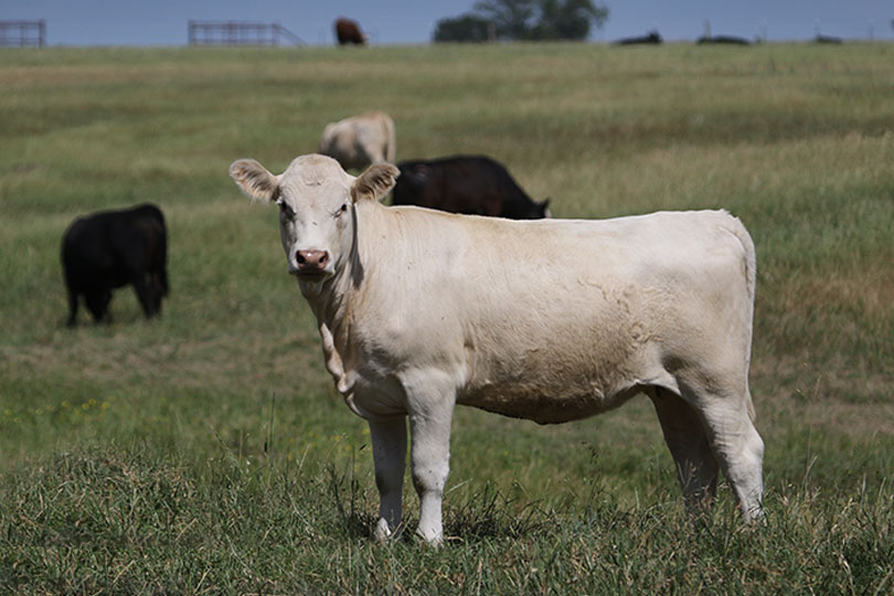 FDA authorizes generic New World screwworm drug for cattle The FDA issued an Emergency Use Authorization for a generic injectable drug to help prevent New World screwworm infestations in cattle.