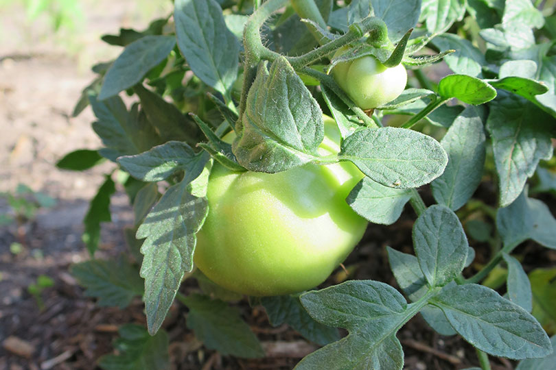 TFB names 2026-27 homeschool garden grant recipients Texas Farm Bureau named the 15 recipients of homeschool garden grants for 2026-2027.