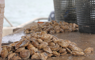 Students learn about oysters through Farm From School Students in grades K-5 learned about oyster production during the recent Farm From School virtual field trip.