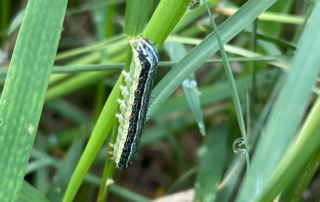 Ranchers urged to watch for fall armyworms Texas ranchers are encouraged to scout pastures and hayfields for fall armyworms, which can quickly damage forage.