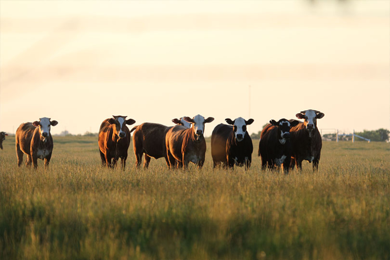 Beef checkoff, GO TEXAN expand market opportunities Programs that promote Texas agriculture and build demand for agricultural products can provide valuable market opportunities for farmers and ranchers.