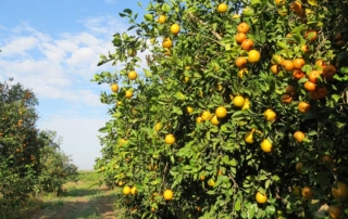 Citrus harvest set to begin after hot, dry summer After a long, hot and dry summer, citrus growers in the Rio Grande Valley are preparing to begin harvest with expectations for a larger crop than last year.