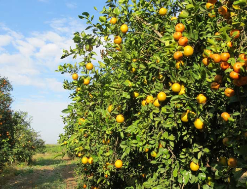 Citrus harvest set to begin after hot, dry summer