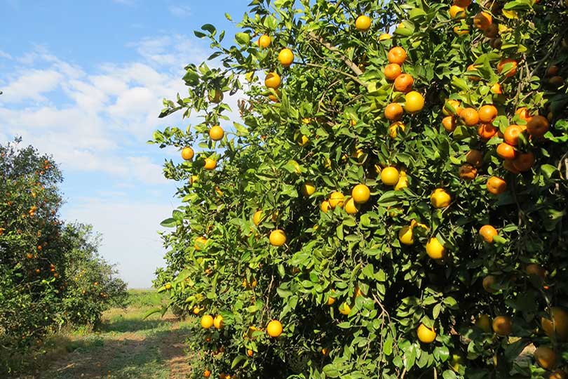 Citrus harvest set to begin after hot, dry summer After a long, hot and dry summer, citrus growers in the Rio Grande Valley are preparing to begin harvest with expectations for a larger crop than last year.