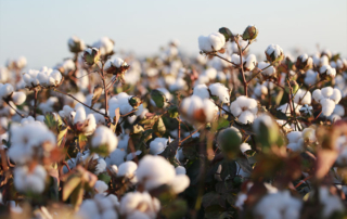 World Cotton Day highlights cotton’s impact Cotton plays an important role in Texas and national economies, and World Cotton Day celebrates the crop’s impact.