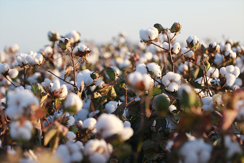 World Cotton Day highlights cotton’s impact Cotton plays an important role in Texas and national economies, and World Cotton Day celebrates the crop’s impact.