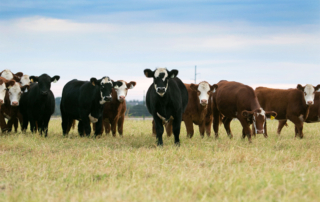 Online scams target farmers, ranchers with fake equipment, livestock Farmers and ranchers are being warned to watch for online scams involving fake farm equipment listings and AI-generated livestock images.