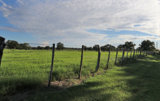 GLO, Texas A&M, TFB partner to support next generation of farmers A new partnership aims to connect the next generation of Texas farmers and ranchers with land, training and mentorship.