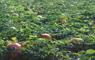 Students in grades K-5 took a virtual field trip to a pumpkin farm through Texas Farm Bureau’s (TFB) Farm From School program.