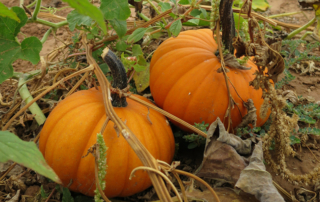 Drought impacts Texas pumpkin yields Texas pumpkin yields are below average due to extreme drought conditions this summer.