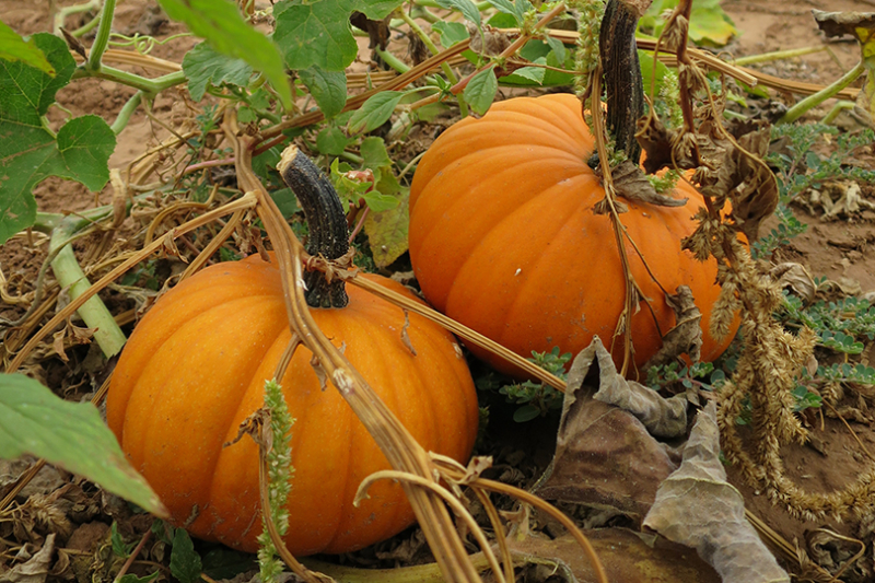 Drought impacts Texas pumpkin yields Texas pumpkin yields are below average due to extreme drought conditions this summer.