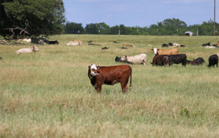 USDA makes updates to cash cattle market reports USDA is updating its cash cattle market reports to improve price transparency and provide more reliable market information for cattle producers.
