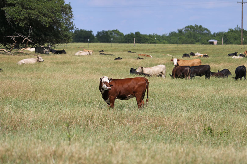 USDA makes updates to cash cattle market reports USDA is updating its cash cattle market reports to improve price transparency and provide more reliable market information for cattle producers.