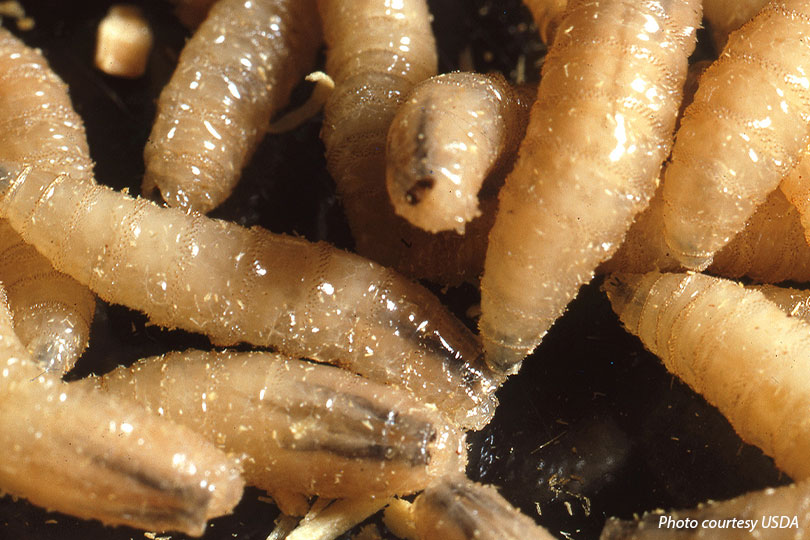 New World screwworm confirmed in wildlife in Texas The first case of New World screwworm in U.S. wildlife has been confirmed in a hunter-harvested elk in Pecos County.